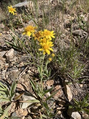 Arnica fulgens