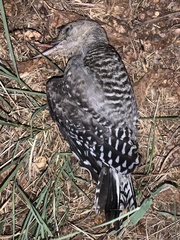 Melanerpes carolinus