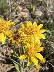 Arnica fulgens