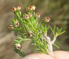Erica inconstans