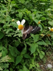 Catasticta flisa flisa