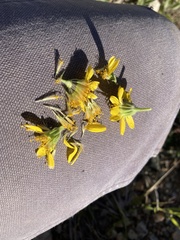 Arnica fulgens