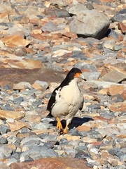 Daptrius albogularis