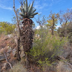 Aloe marlothii marlothii