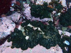 Codium subantarcticum