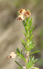 Erica inconstans