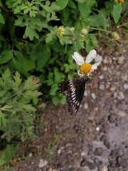 Catasticta flisa flisa