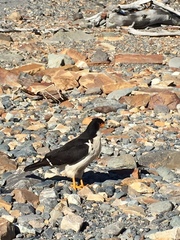 Daptrius albogularis