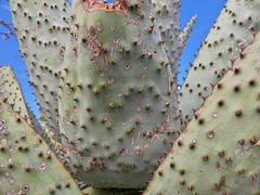 Aloe marlothii marlothii