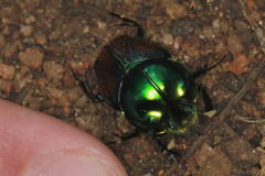 Proagoderus quadrituber