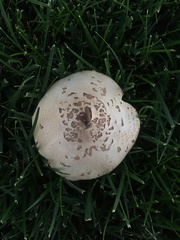 Fungi