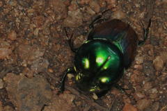 Proagoderus quadrituber