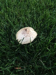 Fungi