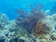 Iciligorgia schrammi