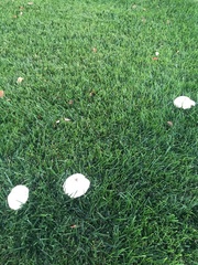 Fungi