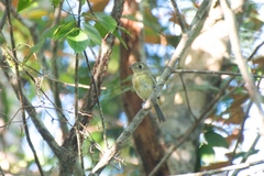 Vireo gundlachii