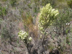 Erica leucanthera