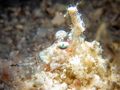 Metapenaeopsis goodei