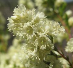 Erica leucanthera