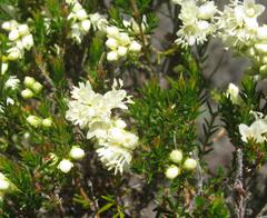 Erica leucanthera