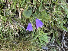 Adenophora morrisonensis