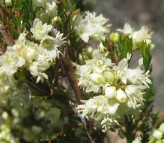 Erica leucanthera