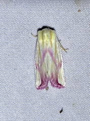 Thurberiphaga diffusa