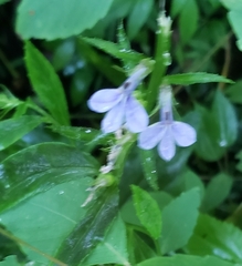 Lobelia nuttallii