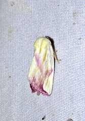 Thurberiphaga diffusa