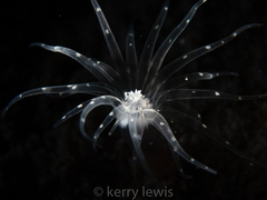 Botruanthus mexicanus