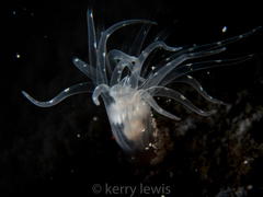 Botruanthus mexicanus