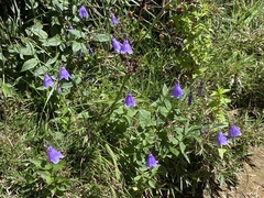 Adenophora morrisonensis