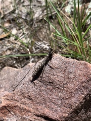 Litaneutria skinneri