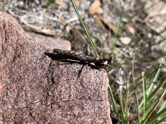 Litaneutria skinneri