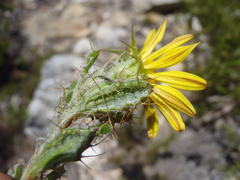 Cullumia aculeata sublanata