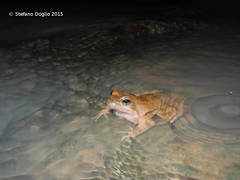 Rana italica