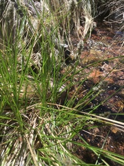 Carex occidentalis