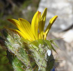 Cullumia aculeata sublanata