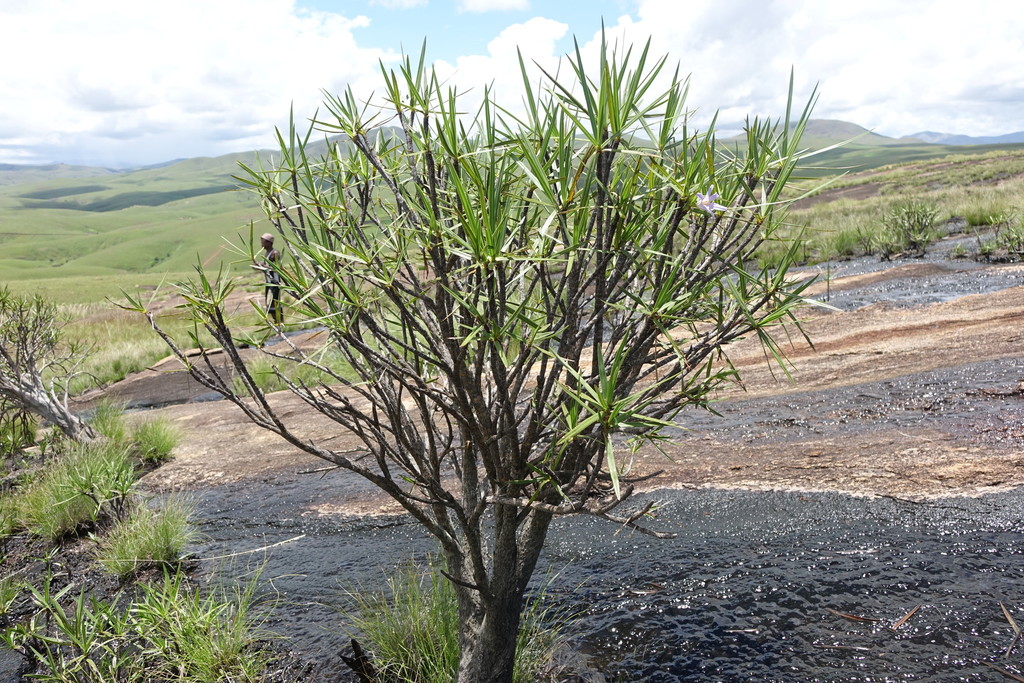 Xerophyta dasylirioides