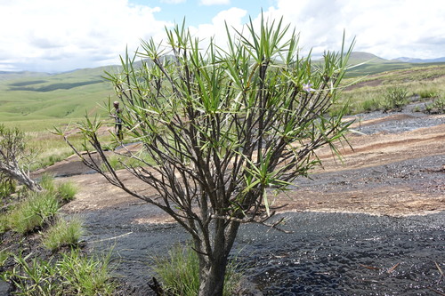 Xerophyta dasylirioides