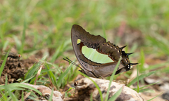 Polyura athamas