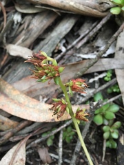 Echeveria bicolor