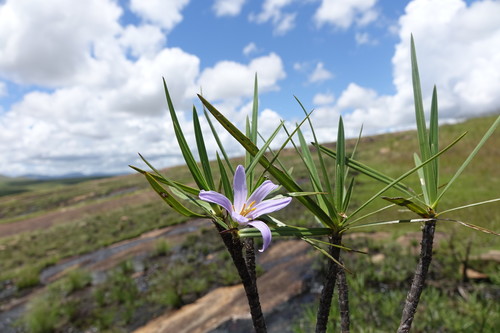 Xerophyta dasylirioides, photograph 1