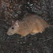 Müller's Giant Rat - Photo (c) Josh Vandermeulen, some rights reserved (CC BY-NC-ND), uploaded by Josh Vandermeulen