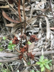 Echeveria bicolor