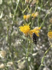 Acmaeodera gibbula