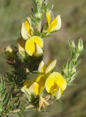 Aspalathus asparagoides asparagoides