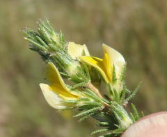 Aspalathus asparagoides asparagoides