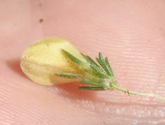 Aspalathus asparagoides asparagoides