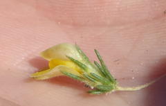 Aspalathus asparagoides asparagoides